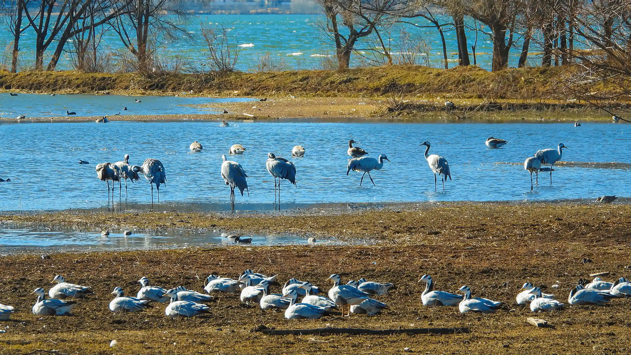 Lashi Alpine Wetland with waterbirds and mountain backdrop