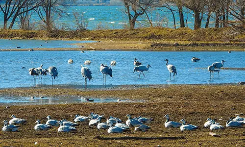 Lashi Alpine Wetland with waterbirds and mountain backdrop