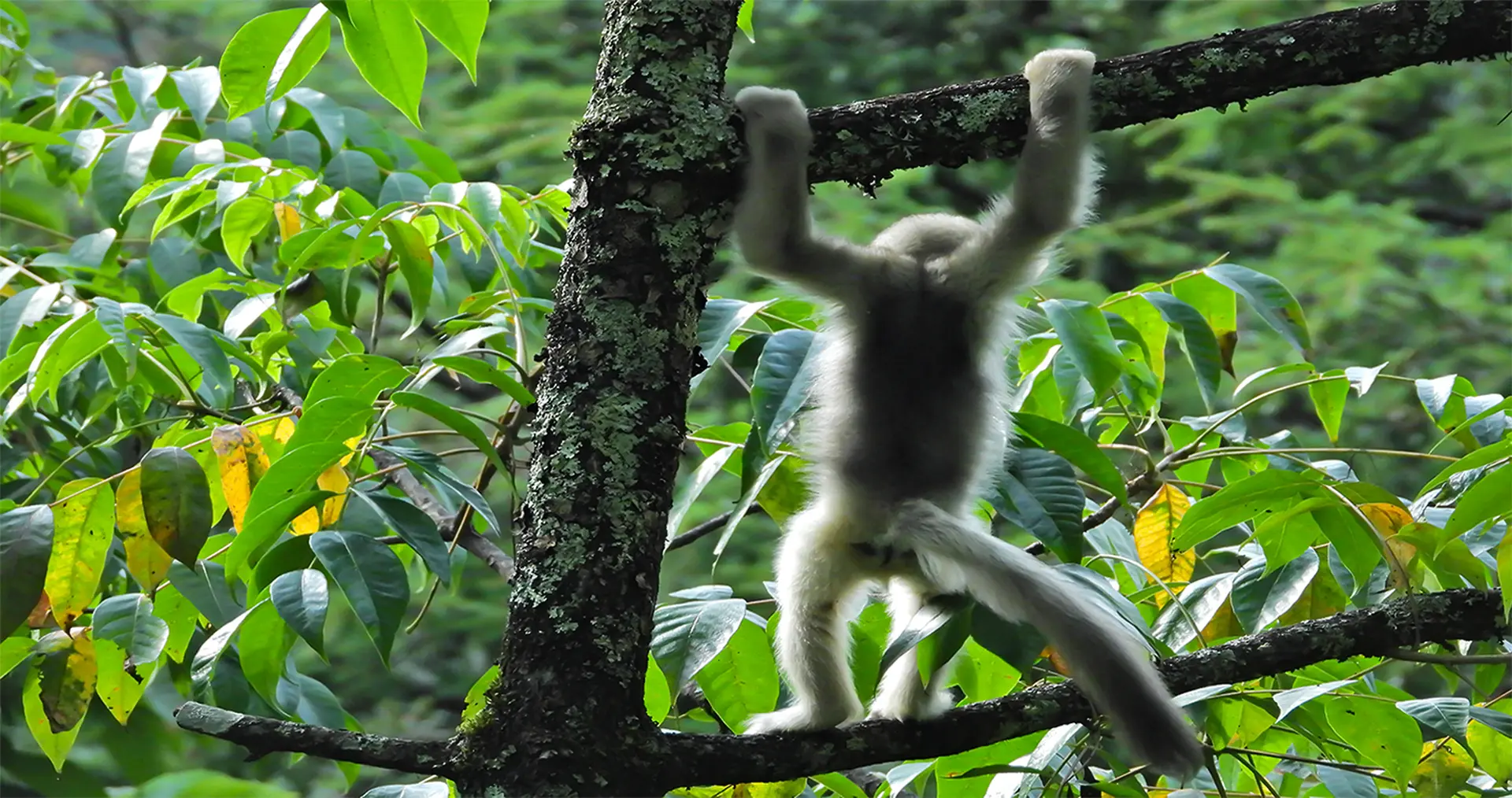 Yunnan Snub-nosed Monkey in natural habitat
