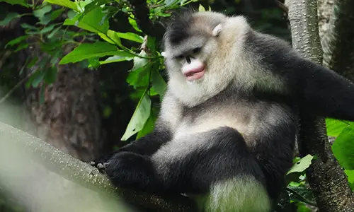 Yunnan Snub-nosed Monkey in natural habitat