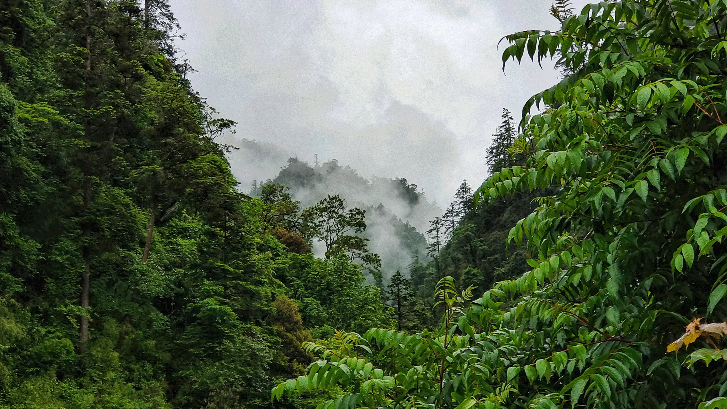 Lush green trees frame steep mountain slopes covered in thick mist